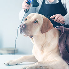Credit card processing for Pet Grooming